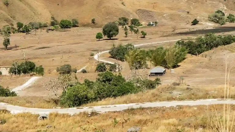Dry-season savanna at Puru Kambera, East Sumba