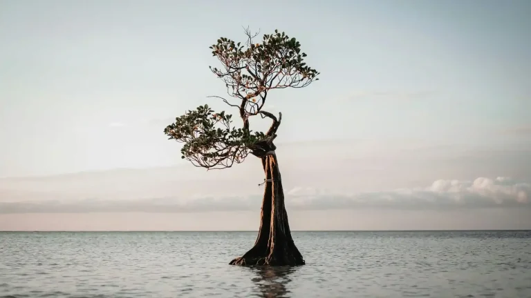 Lone tree at Walakiri Beach, East Sumba