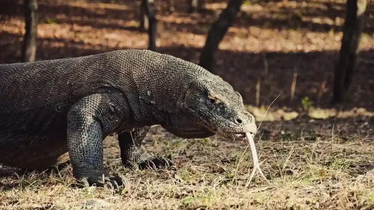 Komodo dragon, Komodo National Park